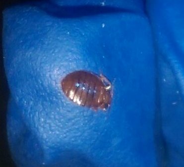 Featured image of post Bedbugs Control Melbourne They re sneaky hard to find and can pose potential health risks for you and your family